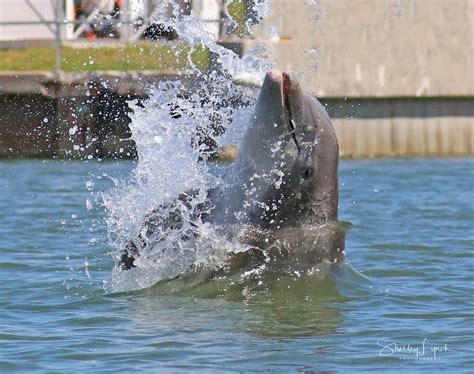 daytona beach dolphin sightings.